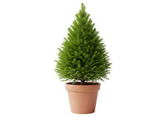 evergreen tree in a pot, perfect for enhancing your visual projects with nature, isolated on white or transparent background. PNG