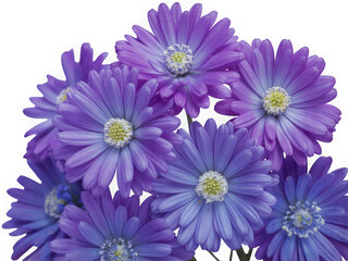 Beautiful purple aster flower arrangement isolated on transparent background