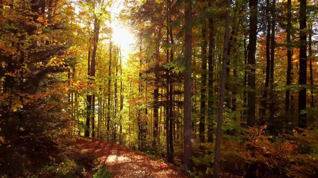 An autumn path through the colorful forest is bathed in golden sunlight