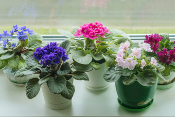 Blooming perennial multi-colored violets on a home windowsill.
