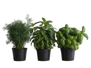 Three potted herbs arranged on a wooden shelf offering freshness and natural beauty for your home