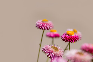 Close up view of pink strawflowers, scientifically known as Xerochrysum bracteatum with copy space.