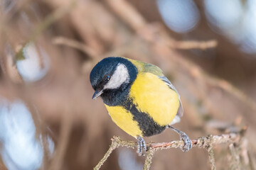 Cute bird Great tit, songbird sitting on a branch without leaves in the autumn or winter.