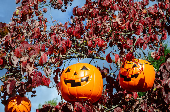Fun holiday pumpkin plastic buckets hang from a colorful autumn tree in a yard, serving as Halloween decor on a sunny dya.