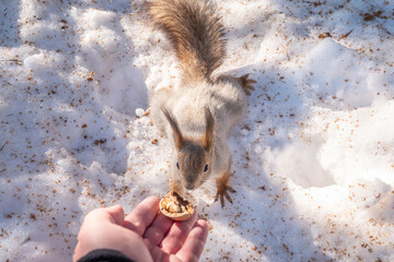 Squirrel eats nuts from a man's hand. Caring for animals in winter or autumn.