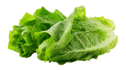 Fresh green romaine lettuce leaf bunch isolated on white. healthy vegetable food for crisp salad, offering feeling of pure vitality isolated, transparent background	
