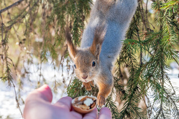 Squirrel eats nuts from a man's hand. Caring for animals in winter or autumn.