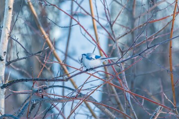 Azure tit Cyanistes cyanus on tree branch