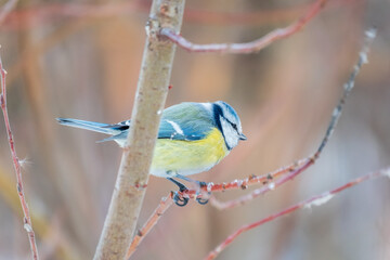 Cute bird, Eurasian blue tit, songbird sitting on a branch without leaves in the autumn or winter