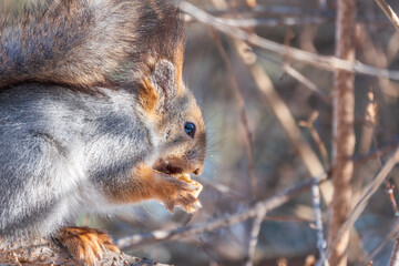 The squirrel with nut sits on tree in the winter or late autumn