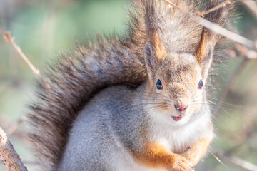 The squirrel sits on a branches without leaves in the winter or autumn