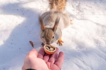Squirrel eats nuts from a man's hand. Caring for animals in winter or autumn.