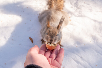 Squirrel eats nuts from a man's hand. Caring for animals in winter or autumn.