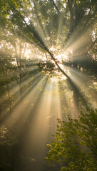 Morning Sunlight Rays Through Trees in Misty Forest