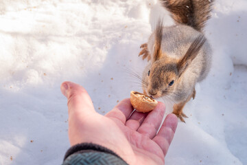 Squirrel eats nuts from a man's hand. Caring for animals in winter or autumn.