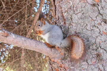 The squirrel with nut sits on tree in the winter or late autumn