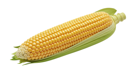 Fresh ripe golden corn on the cob with green husks isolated on black isolated on transparent background