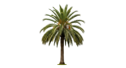Solitary tropical palm tree with lush green fronds evoking paradise and vacation isolated on transparent background