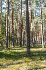 Obraz premium Explore this serene forest scene with tall trees and soft shadows over vibrant green moss, perfect for nature-themed projects and creating a calming atmosphere.