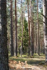 A serene forest scene with tall pine trees reaching towards the sky. Sunlight filters through the canopy, creating a tranquil atmosphere among the lush green undergrowth.
