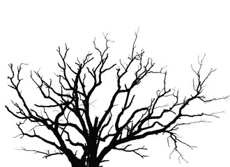 Silhouette of bare tree with branches isolated on white. Black and white vector illustration

