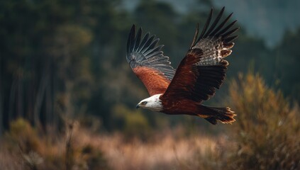 An elegant bird with brown, white, and black feathers soars gracefully through the air