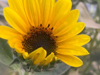 A close-up view of a vibrant sunflower, showcasing its intricate details and cheerful disposition. The sunny yellow petals radiate warmth and joy, with the dark center adding depth and contrast.