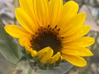 Fototapeta premium yellow sunflower in your garden. Sunflower in the garden background. Harvest of sunflower, sunflower seeds, concept for production of vegetable oil