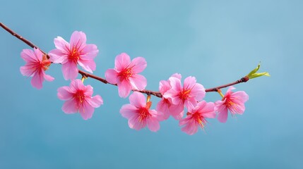 Obraz premium Delicate Cherry Blossom Branch with Vibrant Pink Flowers Against a Soft Blue Background, Perfect for Celebrating Spring and Nature's Beauty in Floral Designs