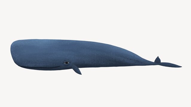 Cute sperm whale desktop wallpaper background