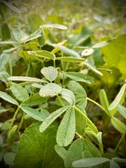 Fresh green leaves, glistening with morning dew, showcase the beauty of nature's delicate details in this close-up shot.