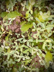 A verdant patch of various types of leaves, highlighting intricate textures, subtle shades of green, and the lush, natural beauty of the plant life.