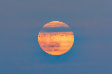 LUNA LLENA ROJA CON UNAS AVES 