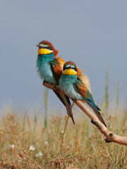 PAREJA DE ABEJARUCOS MEROPS APIASTER