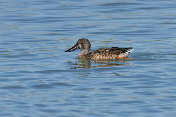 HEMBRA DE PATO CUCHARA SPATULA CLYPEATA NADANDO