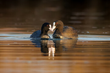 PAREJA DE AVES FOCHAS DE AGUA CARI&Ntilde;OSAS CON COLORES DEL AMANECER