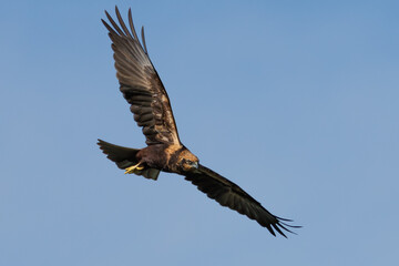 ARPELLA O AGUILUCHO LAGUNERO CIRCUS AERUGINOSUS VOLANDO