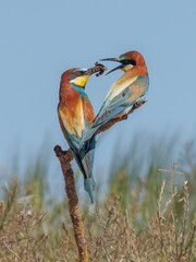 PAREJA DE ABEJARUCOS MEROPS APIASTER