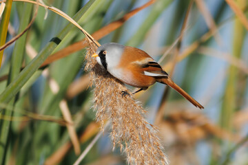 AVE BIGOTUDO PANURUS BIARMICUS EN UNAS CA&Ntilde;AS O CARRIZOS