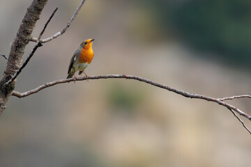 Naklejka premium AVE PETIRROJO SOBRE UNA RAMA