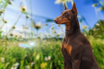 Portrait of a cute smart dog in the garden.