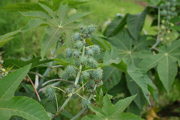 Close up of the distinctive spiny green seed capsules  of Ricinus communis.