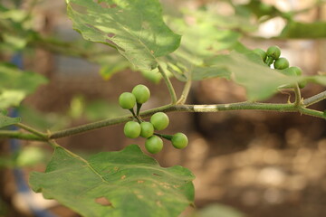 Solanum Torvum Fruits On a Tree