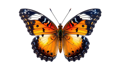 Symmetrical butterfly with colorful orange, white, & black wings