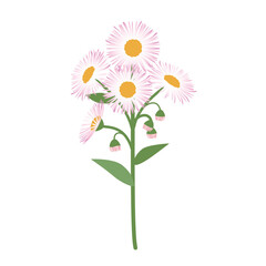 ハルジオンのイラスト