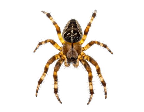 Overhead shot of a brown and yellow spider with intricate markings