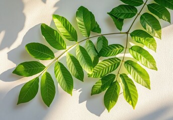 Bright green leafy branch with detailed veins on white