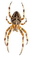 Overhead shot of a colorful spider with intricate markings on a white backdrop