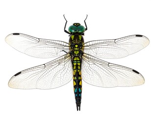 Overhead shot of a large dragonfly with striking, colorful patterns and wings