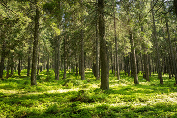 Beautiful morning mystic forest landscape and lovely sunlight